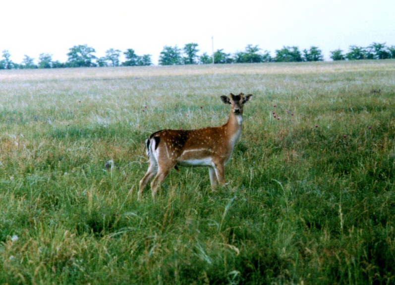 European fallow-deer