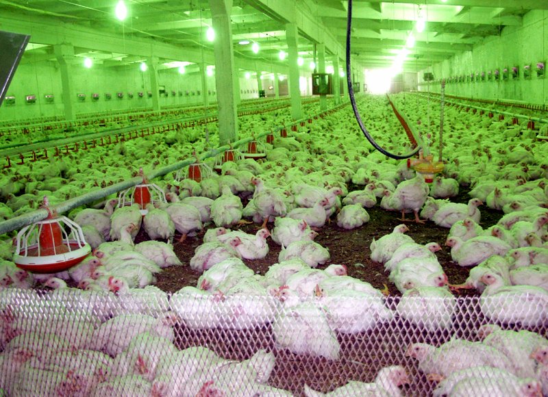 Kurgansky Broiler