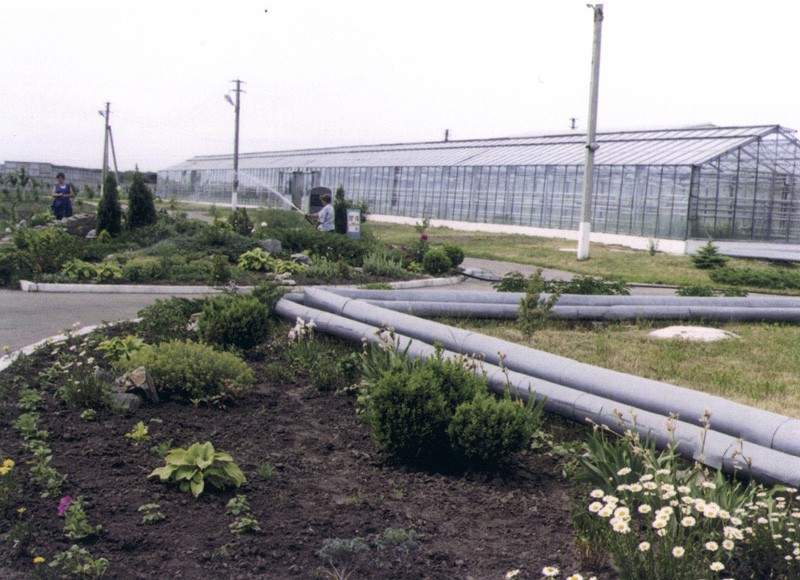 Hothouse Plant