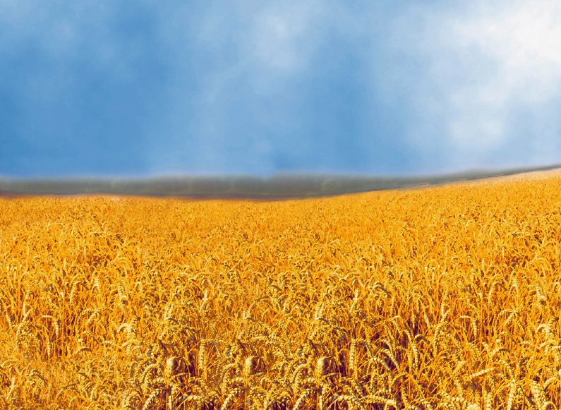 Sown area